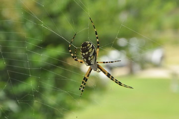 argiope aurantia