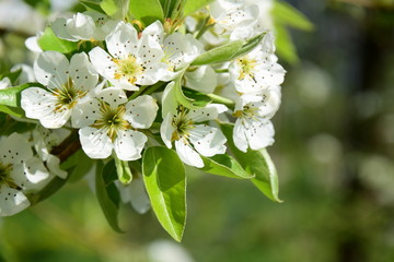 Birnenblüte in Südtirol