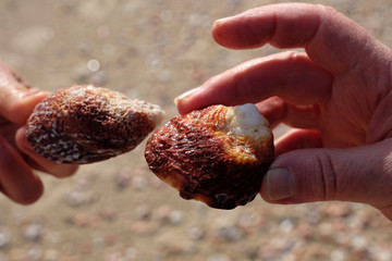 Two hands holding 2 colorful pink seashells on sand background.