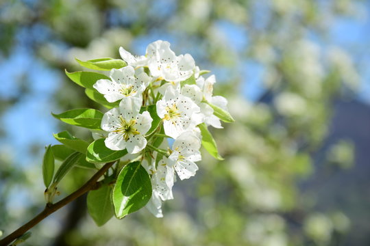 Blüten des Birnenbaumes, Blütezeit in Südtirol