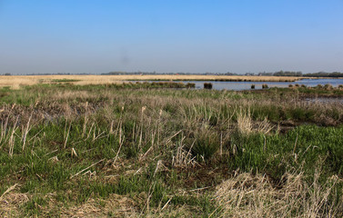 Fototapeta na wymiar Landscape swamp and lake, Nieuwkoopse Plassen, in the Netherlands, during spirng