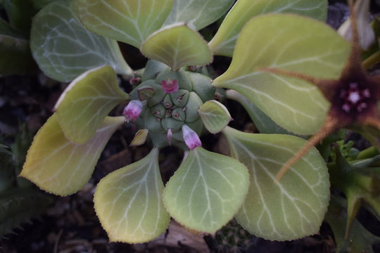 Cacto com folhas e flores