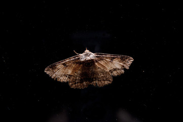 Fototapeta na wymiar papillon de nuit