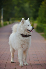 Gorgeous samoyed on an alley in the park.