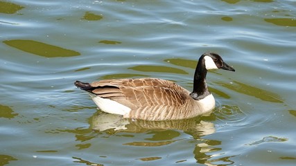 Kanada Gans in Köln, im Rhein schwimmend