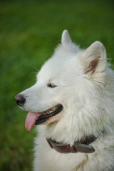 Fototapeta premium Gorgeous samoyed on an alley in the park.