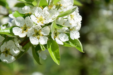 Birnenblüte in Südtirol