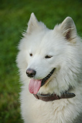 Gorgeous samoyed on an alley in the park.