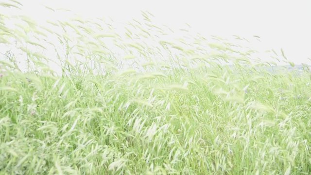 natura, campo  libero, 