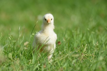 junges Hühner Küken draußen im Gras