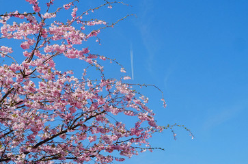 Fr&uuml;hling, blau himmel, blume pink, sakura