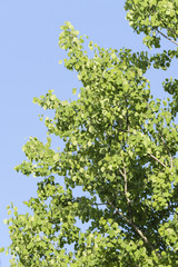 Fresh green leaves of poplar and blue sky.