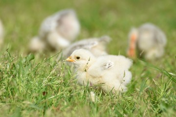 junge Hühner Küken draußen im Gras