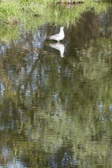 The seagull is in the water.