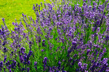 Obraz premium purple lavender flowers