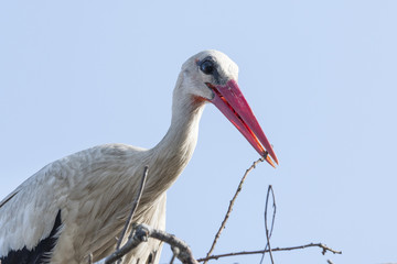 The white stork adjusts the nest.