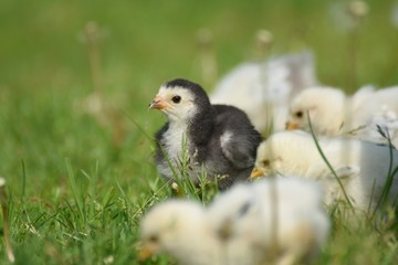 junge Hühner Küken draußen im Gras