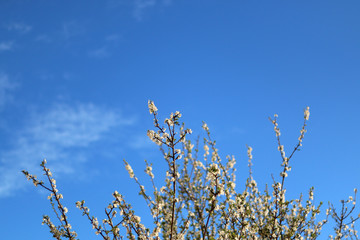 Flowers starting to blossom on the tree. Bright blue sky in the background. 