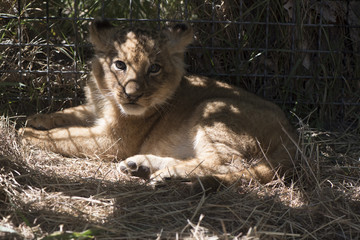 the little lion lies on a grass