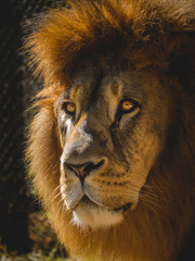 The king of animals LION