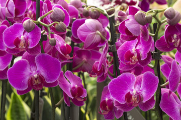 Fototapeta premium Pink orchids