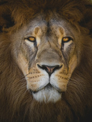 The king of animals LION