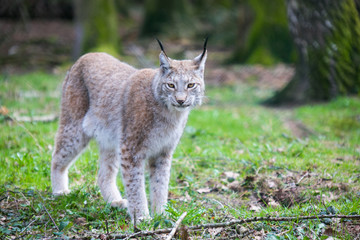 Luchs mit gespitzen Ohren