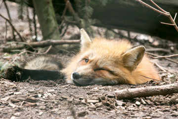 Der Fuchs blinzelt nach dem Schläfchen