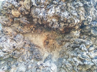 close up to wood cavity texture