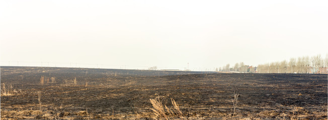 Field after the fire