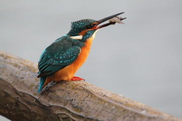 魚をくわえたカワセミ