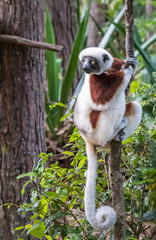 Sifaka, a large lemur which jumps from tree to tree in an upright position and rarefy comes to the ground and when it does it walks sideways, Andasibe National Park, Eastern Madagascar © Luis