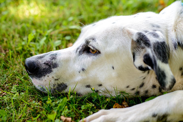 young Dalmatian dog