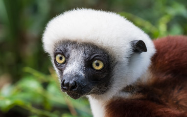 Sifaka, a large lemur which jumps from tree to tree in an upright position and rarefy comes to the ground and when it does it walks sideways, Andasibe National Park, Eastern Madagascar