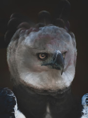 The awesome  Hawk