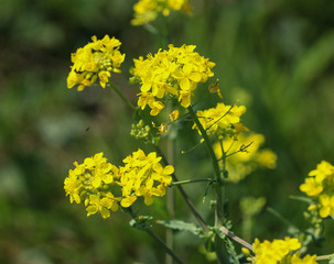 bittercress, herb barbara, yellow rocketcress or winter rocket (Barbarea vulgaris) blooming in spring
