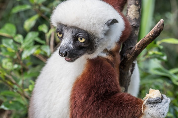 Sifaka, a large lemur which jumps from tree to tree in an upright position and rarefy comes to the ground and when it does it walks sideways, Andasibe National Park, Eastern Madagascar