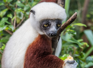 Sifaka, a large lemur which jumps from tree to tree in an upright position and rarefy comes to the ground and when it does it walks sideways, Andasibe National Park, Eastern Madagascar