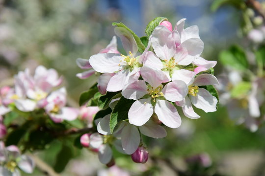 Apfelblüten, Blütezeit in Südtirol