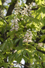 Flower of chestnut and green leaves on a tree.