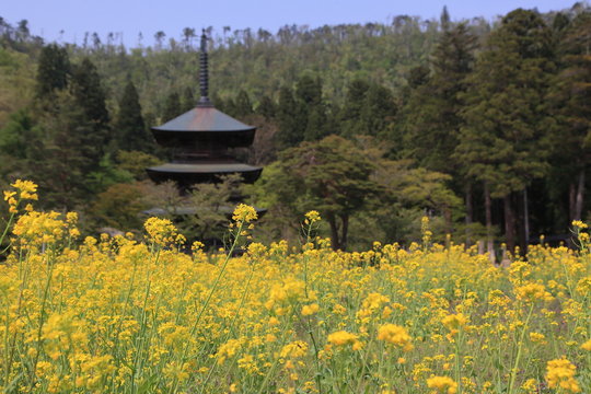 北国の田舎の春