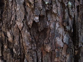 tree texture