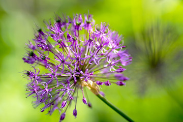 close-up of one blooming purple ornamental onion