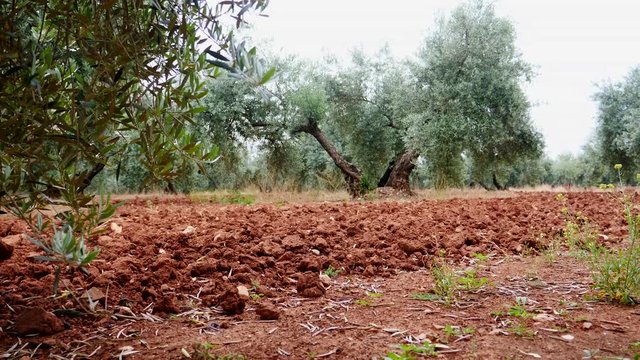 Olive trees plantation. The camera moves slowly between the olive trees, Jaen, Spain
