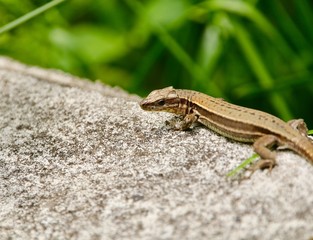 Petit Dragon