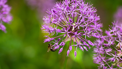 close-up of blooming purple ornamental onion with a bee that collects nectar