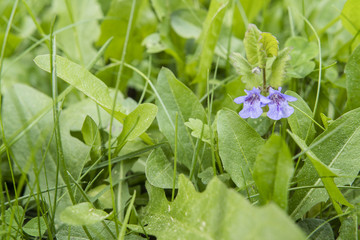 Glechoma - blue flower in the grass.