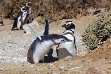 Fototapeta premium Magellan penguins