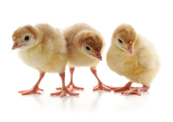 Fototapeta premium Three young turkeys.