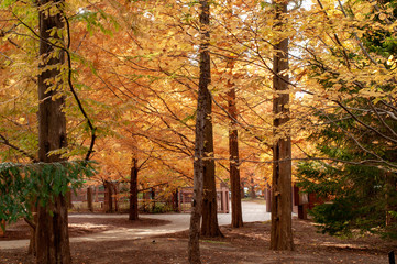 神戸森林公園の紅葉
